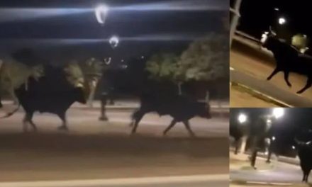 Primero osos y ahora una manada de toros pasea en las calles de Nuevo León