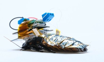 Crean en Japón las ‘cucarachas cyborg’ para salvar vidas tras terremoto