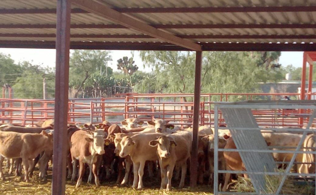 Exportan becerros de Saltillo a Estados Unidos