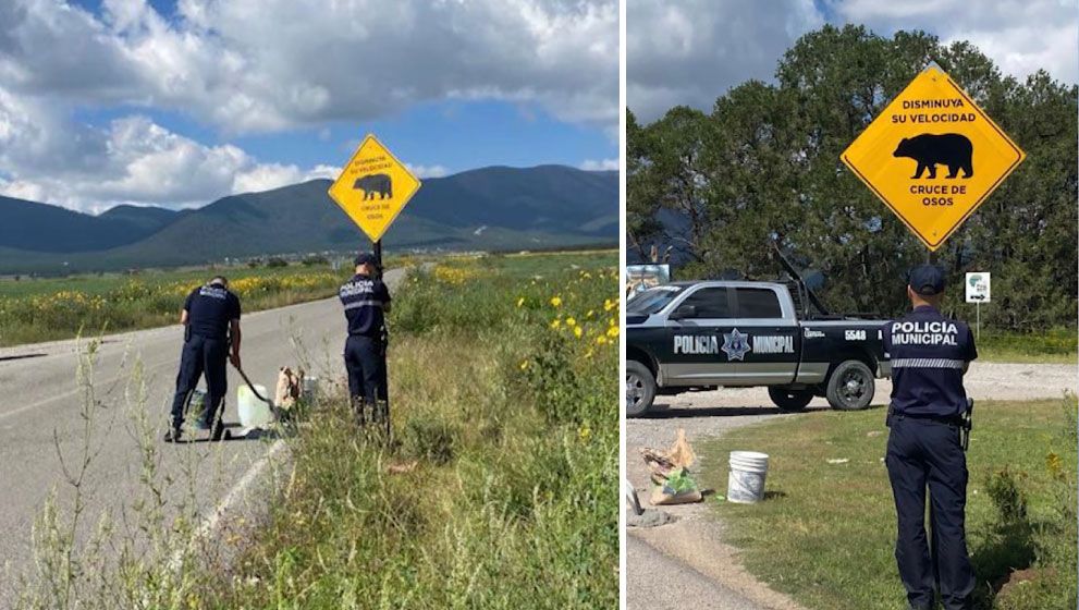 Policía de Arteaga señaliza cruce de osos en carreteras