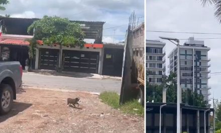 ‘Literal, se movió todo’: viven pánico en Jalisco; captan edificios que se tambalean por el sismo (videos)