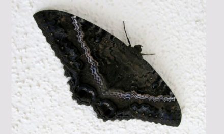 Esta es la historia de la mariposa de la muerte… ¿pone en peligro tu vida?