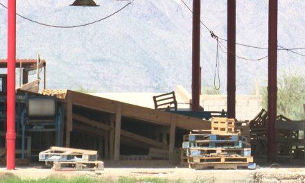 Dañan lluvias 140 hectáreas de cultivos de melón en Coahuila