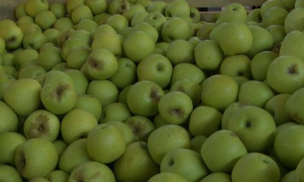 Productores de manzana no están solos