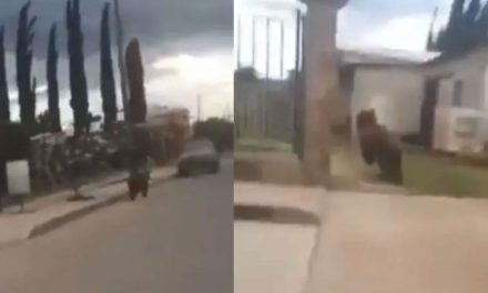 Pobladores persiguen y matan a oso negro en Cumpas, Sonora