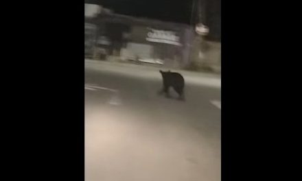 Saltillo: Oso sale a ‘dar el rol’ el lunes por la noche en Lomas de Lourdes (video)
