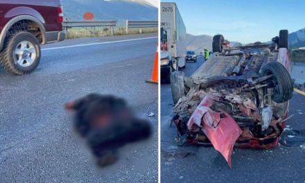 Mueren dos osos atropellados en accidentes en Arteaga y Saltillo