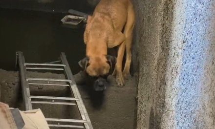Bomberos rescatan a perrito de un drenaje en Saltillo