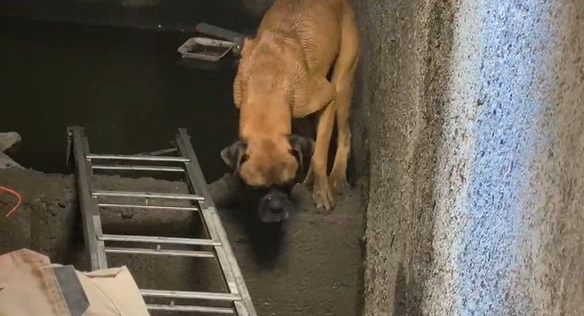 Bomberos rescatan a perrito de un drenaje en Saltillo