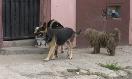 No existen evidencias en Saltillo de una matanza de perros