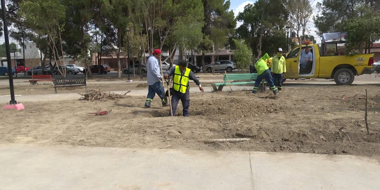 Reforestan Plaza del Compositor en Saltillo; árboles tenían plaga
