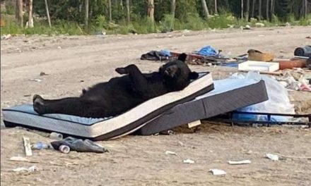 ‘Llegó la hora de irse a dormir’… captan a oso durmiendo en un colchón en medio del bosque (fotos)