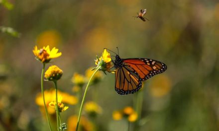 Invita Saltillo a salvaguardar la mariposa monarca