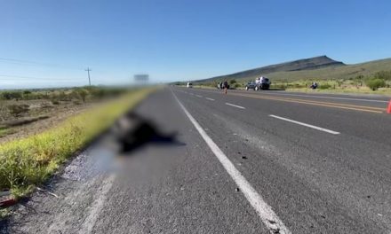 Atropella a vaca preñada, en carretera a Monclova