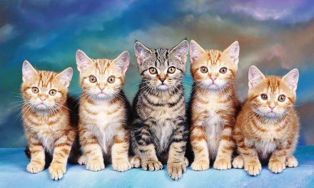 Hoy es la ‘Expo Felina 2022’ en Torreón