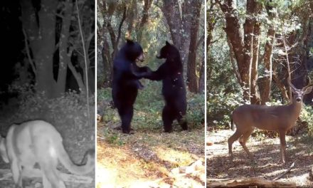 ¡Sonrían a la cámara! Captan a osos ‘bailando’, un puma, venados y más fauna en la Sierra de Zapalinamé de Saltillo (video)