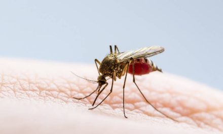Confirman deceso por dengue hemorrágico en Piedras Negras