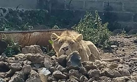 Buscaban a albañil desaparecido; policías hallan a un León en predio del Edomex