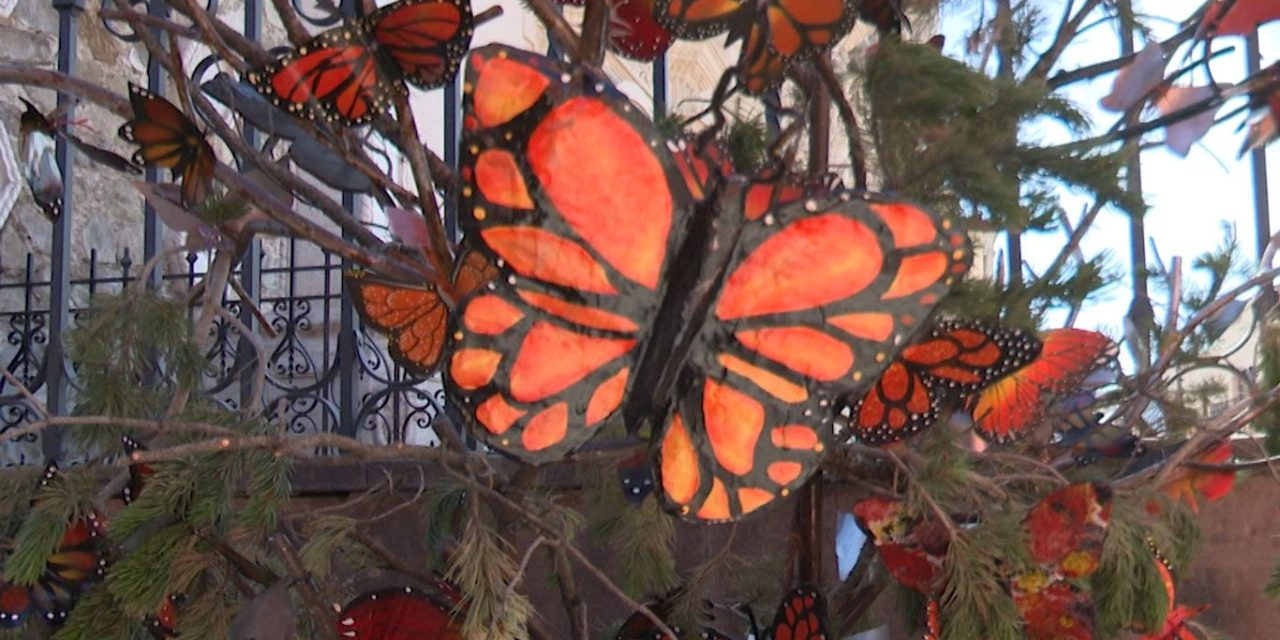 La mariposa Monarca es protegida en Saltillo