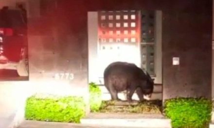 Una osa embarazada desata el caos en Monterrey al intentar ingresar a un domicilio (video)