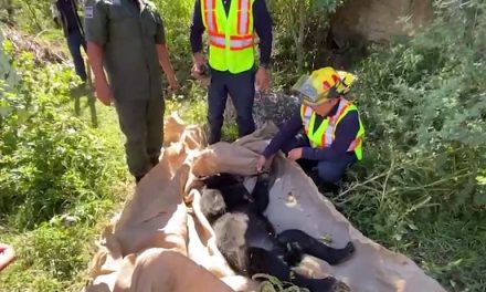Aseguran a osa en la colonia Villas de Universidad, en Saltillo