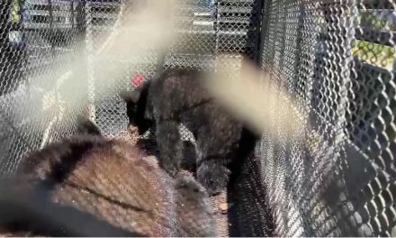 Rescatan a familia de osos que rondaban colonias al oriente de Saltillo