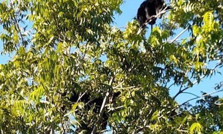 ¡Más osos en Saltillo! Aparecen en un árbol por Otilio González
