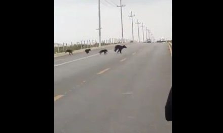 Familia de osos ‘sale a pasear’ en Saltillo  (video)