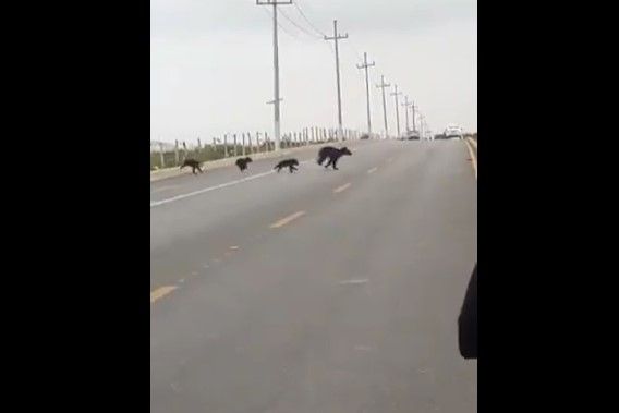 Familia de osos ‘sale a pasear’ en Saltillo  (video)
