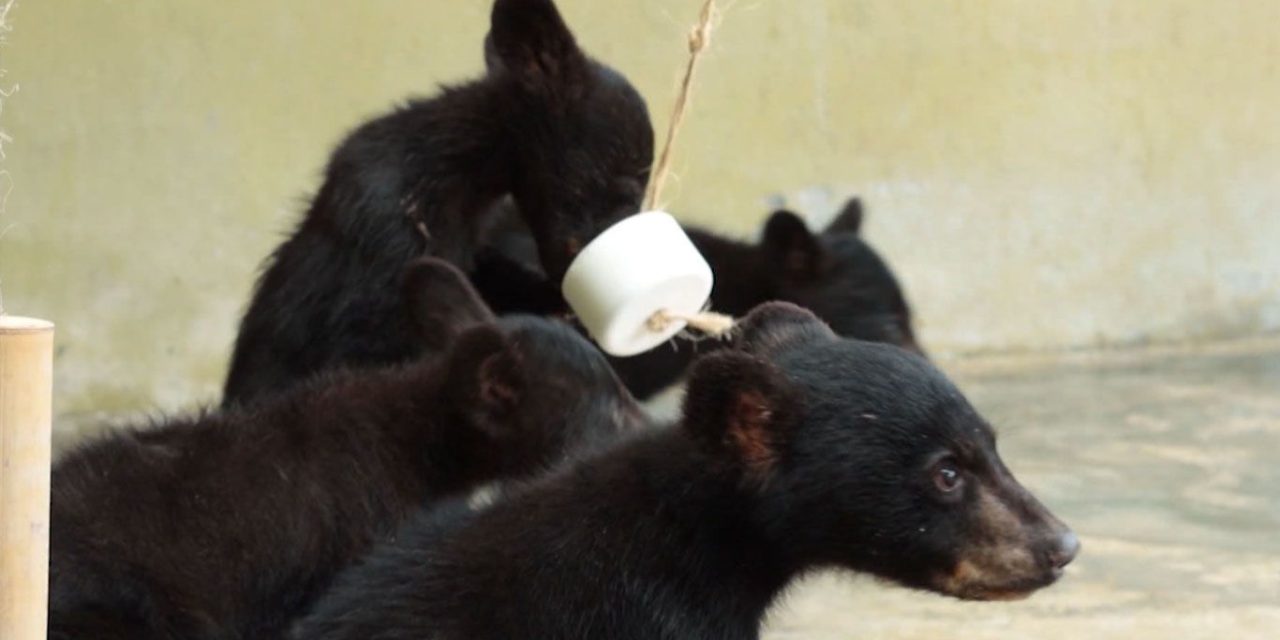 Logra Secretaría de Medio Ambiente de Coahuila reinsertar a 14 osos a su hábitat