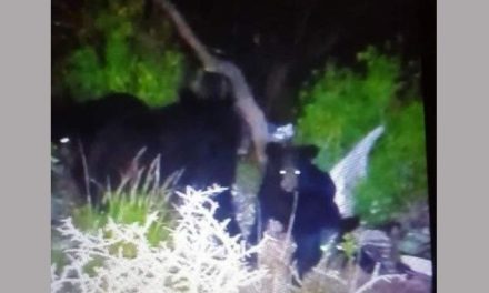 Vuelven a bajar los osos a Saltillo; aparecen en la colonia Zaragoza