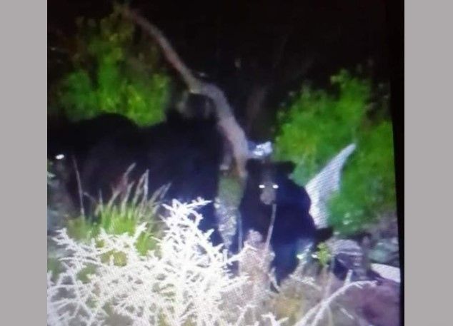 Vuelven a bajar los osos a Saltillo; aparecen en la colonia Zaragoza