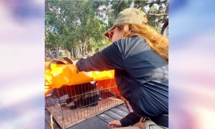 Auxilia Policía Ambiental a familia de osos en Saltillo