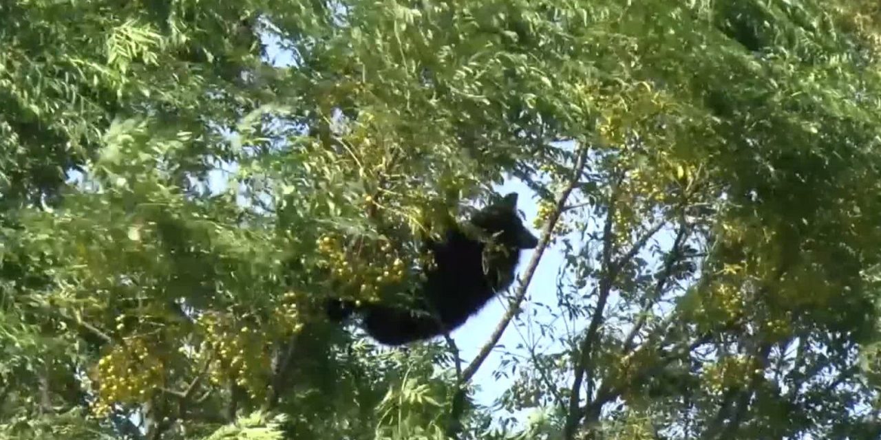 Avistamiento de osos causa movilización en Monclova