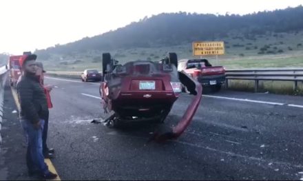 Más de 20 accidentes por osos en Coahuila