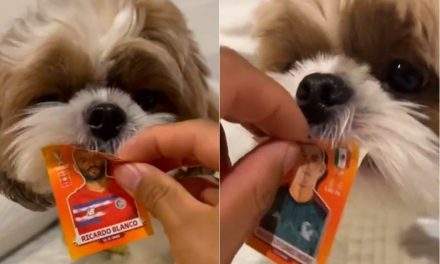 Así es como un tierno perrito ayuda a su dueño a llenar el álbum Panini del Mundial