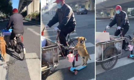 Perrito ‘tamalero’ acompaña a su dueño a vender en su scooter (video)