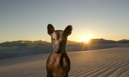 Guardianes de almas: Conoce la historia de los xoloitzcuintles