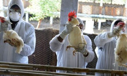 Coahuila en alerta por H5N1; brota gripe aviar en 60 mil aves de Nuevo León