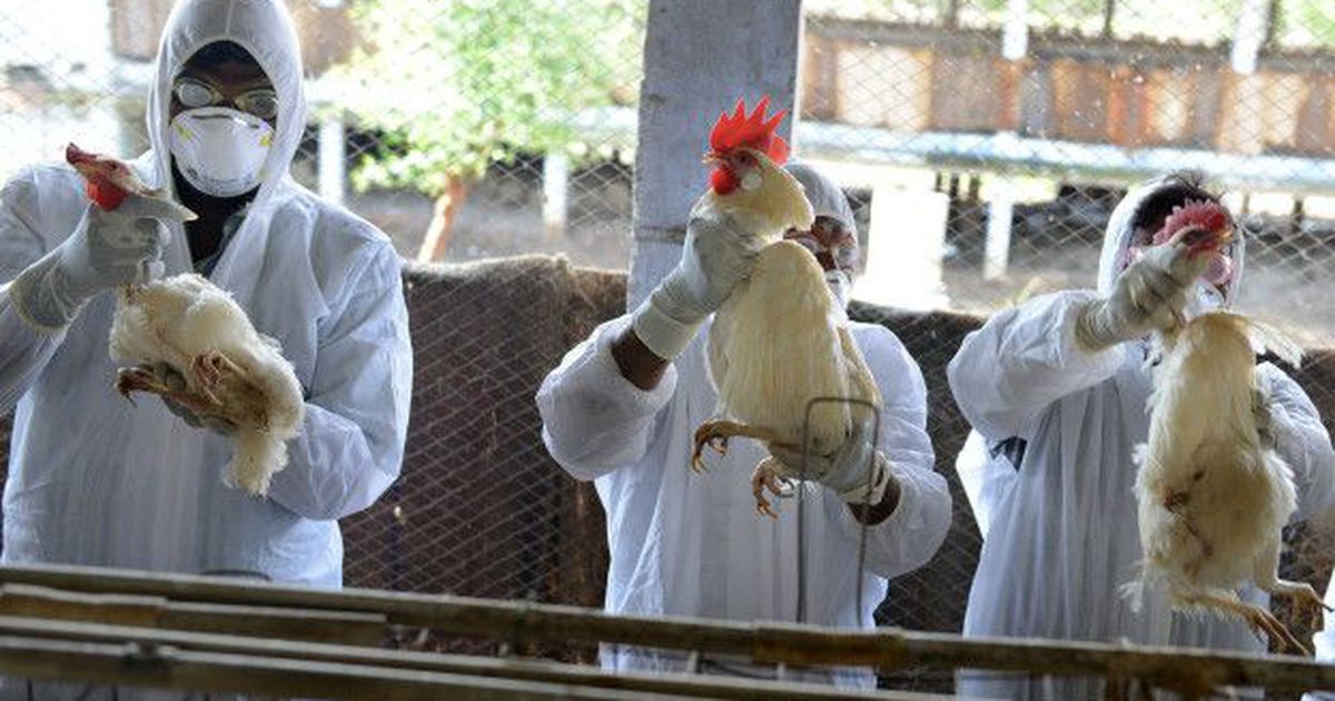 Coahuila en alerta por H5N1; brota gripe aviar en 60 mil aves de Nuevo León