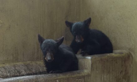 ¡Por los osos de Coahuila! Realizan bazar ‘Segunda Oportunidad’ en Saltillo