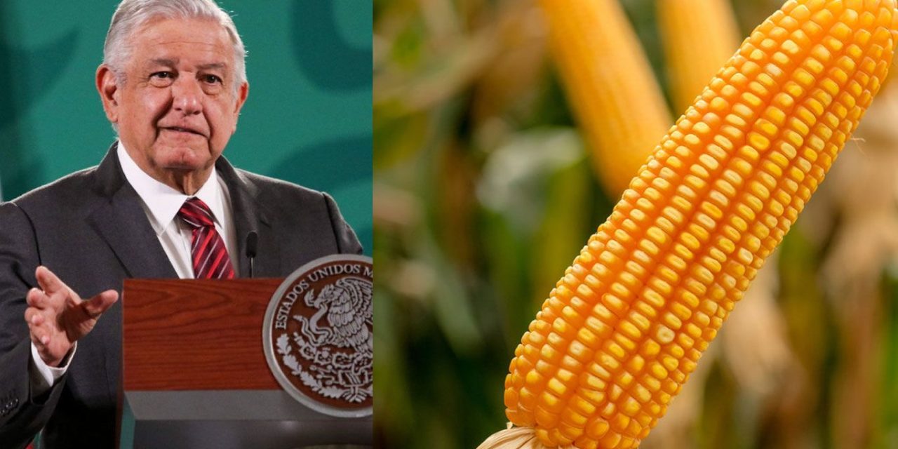 Rechaza AMLO maíz transgénico de Estados Unidos, ‘no podemos ceder a la solicitud’, afirma