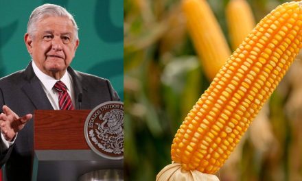 Rechaza AMLO maíz transgénico de Estados Unidos, ‘no podemos ceder a la solicitud’, afirma