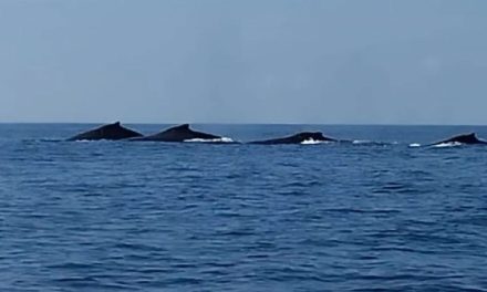 Llegan ballenas a las playas de Coahuayana en las costas de Michoacán