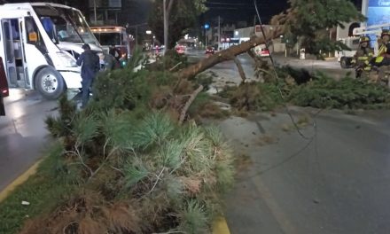 Saltillo: Transporte de personal derriba un árbol de V. Carranza tras derrapar por la noche