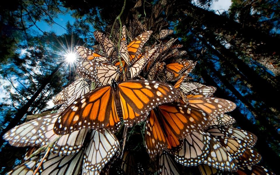 Santuarios de la mariposa monarca en Edomex y Michoacán ya  se encuentran abiertos