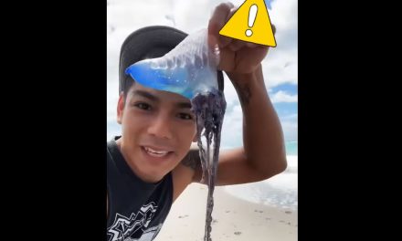 Tik Toker lame a una de las medusas más venenosas del mundo por ganar likes (video)