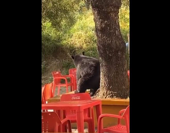 Video: Captan a oso ‘perreando’ en la Facultad de Comunicación de la UANL