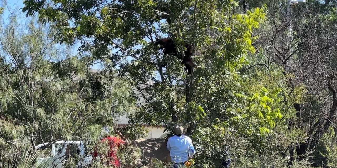 Van 32 osos muertos en accidentes en todo Coahuila
