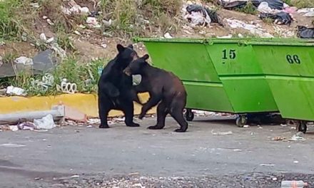 Vecinos alimentan a osos con croquetas y pastelitos en San Pedro; autoridades multarán a vecinos